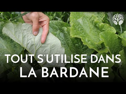 Vidéo: Utilisations des plantes de bardane : Conseils sur la culture des plantes de bardane dans les jardins