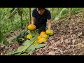 Harvest A Lot Of Wild Fruit, Survival Instinct, Wilderness Alone (ep72)