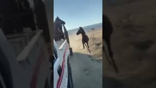 ردة فعل الحصان بس حبسو رفقاتو??Horse reaction when his friends jailed