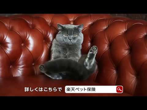 楽天グループのペット保険 猫篇 Youtube