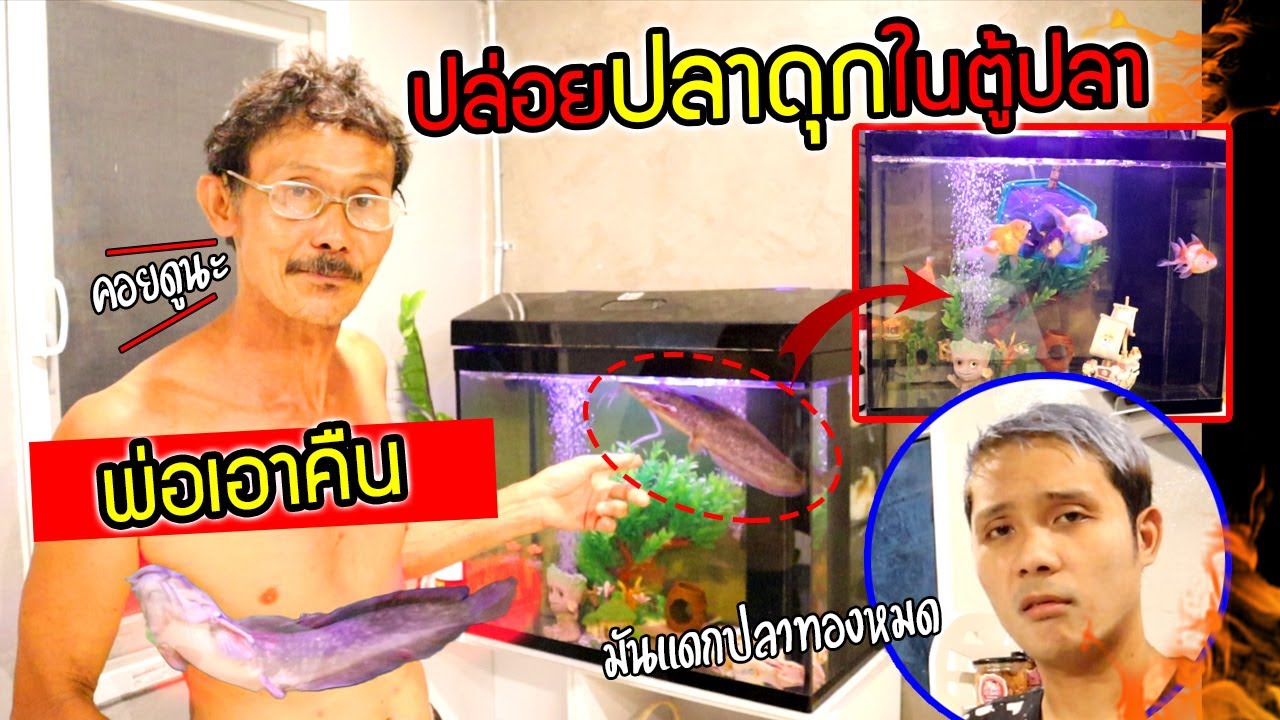 ปลาทองตายหมดแล้ว!!!  พ่อเอาคืนปล่อยปลาดุกแกล้งกินปลาทองหมดตู้