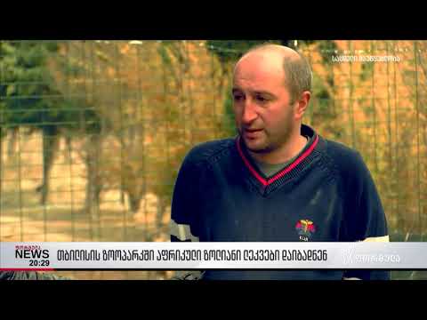 თბილისის ზოოპარკში აფრიკული ზოლიანი ლეკვები დაიბადნენ