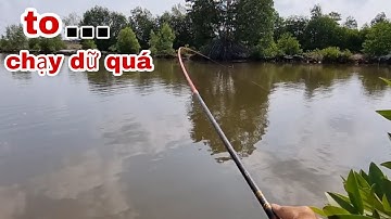Câu cá tự nhiên _ toàn bống đục to quá đã
