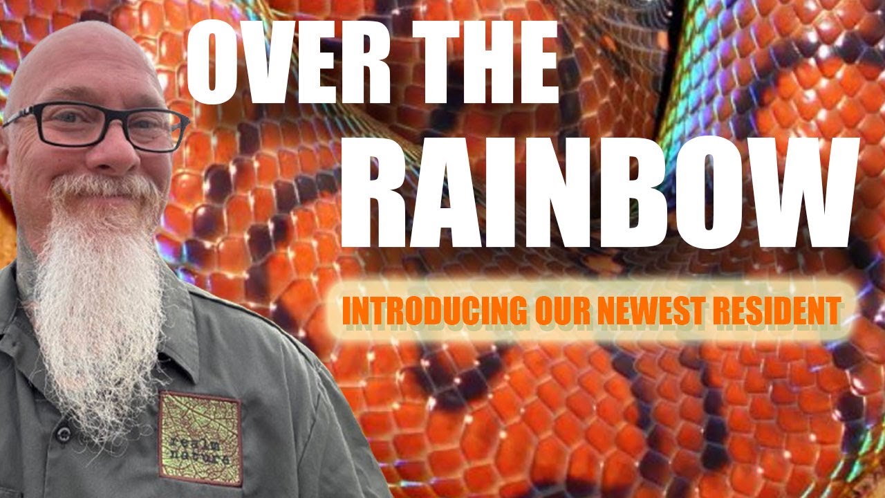 Introducing Iris our Brazilian Rainbow Boa (Epicrates cenchria)