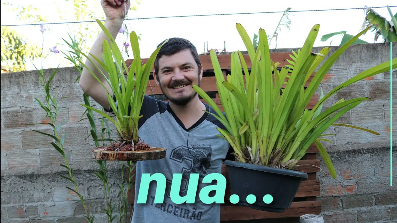 КАК ПЕРЕСАДИТЬ ГИГАНТСКИЙ ЦИМБИДИУМ | СУБСТРАТ И СОВЕТЫ ПО ВЫРАЩИВАНИЮ