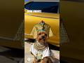 Bone Finders | The Quest for Anubis’ Lost Bones Begins | Lizzy the Yorkie