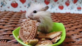 BABY!! hamster eats biscuits for the first time very very cute