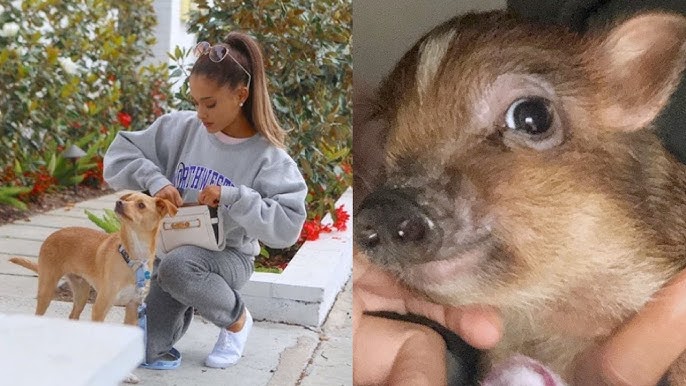 Ariana Grande wears a Louis Vuitton puffer jacket as she steps out with her  dog in