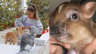 All of Ariana Grande's Pets (2019)