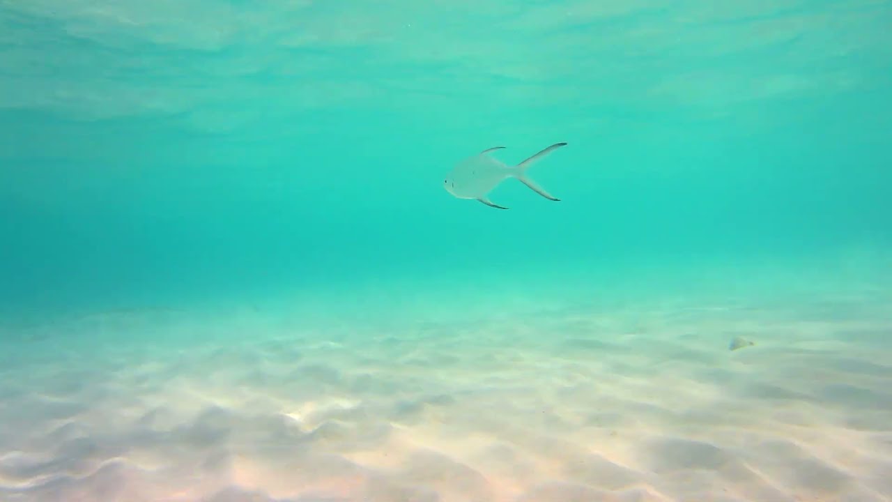  Calming Music Stress Relief Sleep Music Study Music  