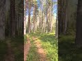 #ambient #nature #forest #reels