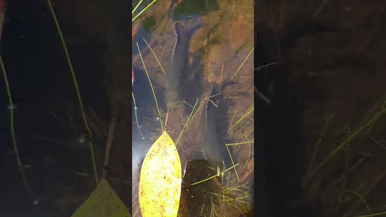 Watch My pond fish try to grab a grasshopper from my hand