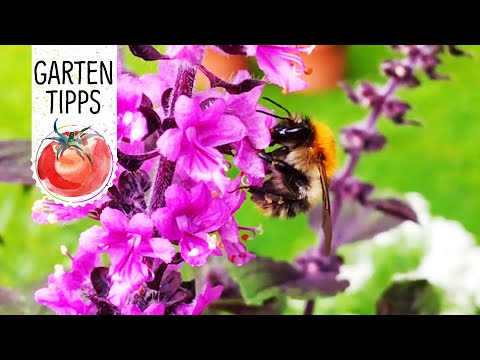 bienenfreundliche-blumen-und-kräuter---volmary-gartentipps