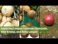 Exploring Longan Varieties Matalada, New Kristal, and Red Longan #garden #farming #berkebun #buah