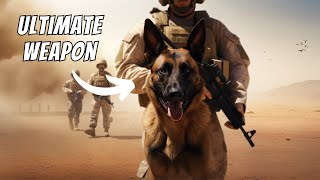 Belgian Malinois Facts: The US Military's Secret Weapon