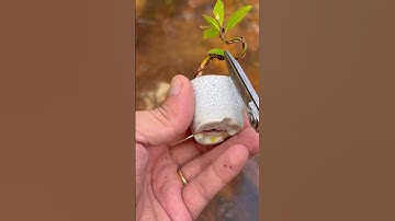 Xin vía em Lộc mọc ở biệt thự nhà giàu #theanh28 #bonsai #phieudu #bonsaitree #bonsaimini #caycanh