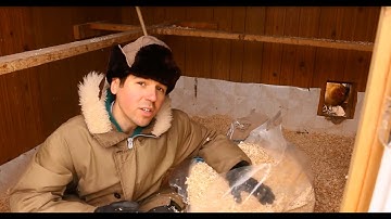 How to do the deep litter method in your chicken coop