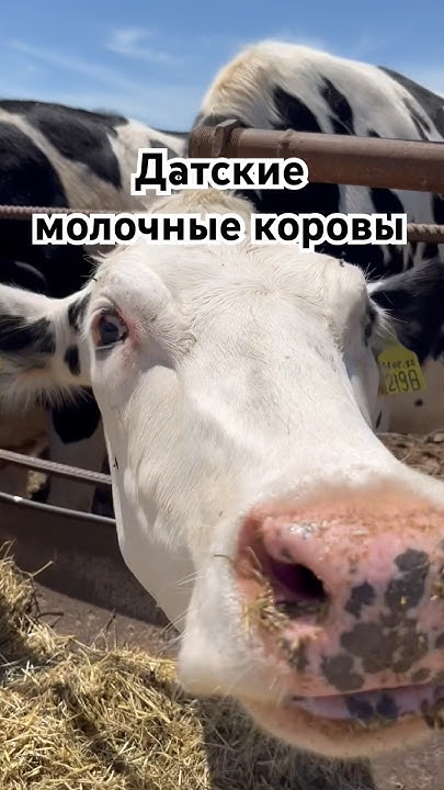 #рек #рекомендации #корова #коровка #молоко #ферма #фермер #молочная # ...