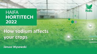 How sodium affects your crops - Janusz Wysowski