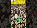 Poultry farm bussiness Day 17 😍 17/40 #short #shortvideo #poultryfarming #bussiness #kamranvlogs100