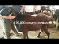 Маал базар Озгон 120,000сомдук Ангор породадагы кочкор эчки улак,Торпок уйлардын баалары15/07/2019