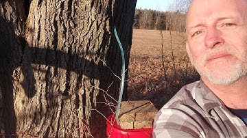 First Time Tapping Sugar Maples