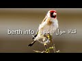 تغريد حسون سرفاتي تيواواطي تغريد حسون سرفاتي تيواواطي