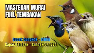 Masteran Kombinasi Cucak Cungkok, Cililin, Kapas Tembak, Cucak Jenggot  SUARA JERNIH