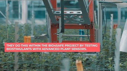 Biostimulants and sensors in the horticulture of tomorrow - the impact of Bio4safe (ENG)