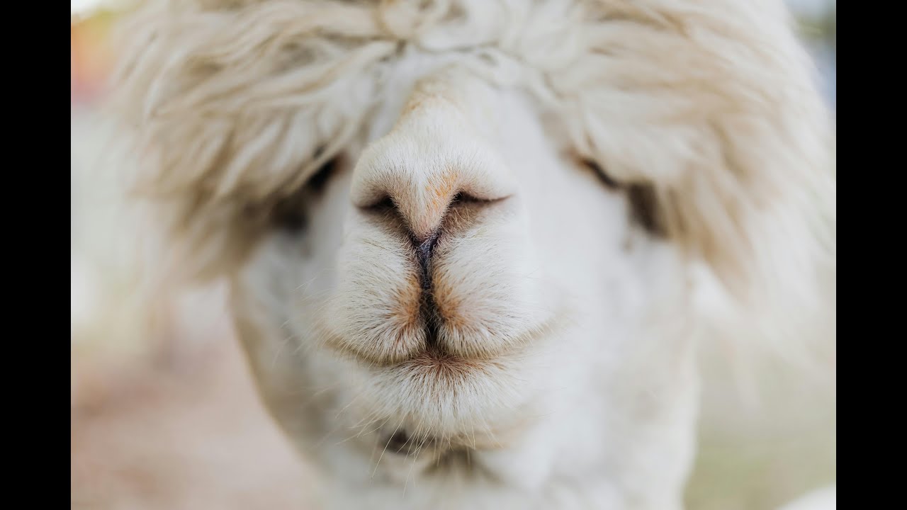 Eye catching videos, curious llama !! 