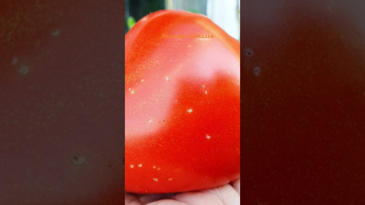 Самый лучший томат в мире! Сорт Кызыл Тау! 