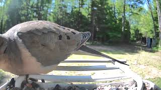 Michigan backyard birds