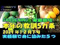 【XYOSSIYのライフチャンネル】2021年家庭果樹栽培で得た教訓５つ