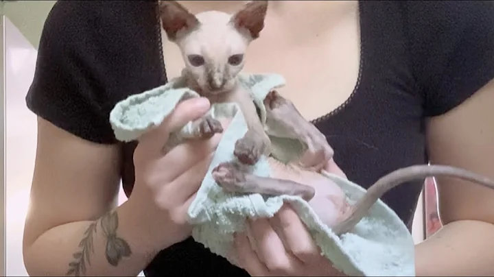 Watch the video about Sphynx Kitten Mork First Bath
