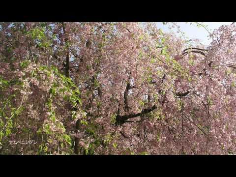 【神奈川の里山】生藤山-陣場山　Mt.Syotoh - Mt.Jinba at Fujino in Kanagawa