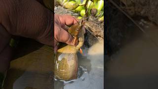 💀 How To Catch This Risky Fish… ONE CRAZY MOMENT! 🐟 #viral #shorts #trending #fish