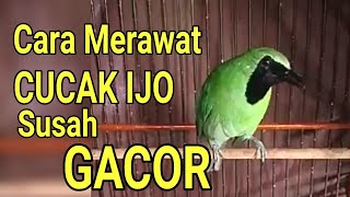 Cara Merawat Cucak Ijo Sulit Gacor umur 1 tahun ke atas, simple dan mudah