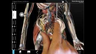 Human Anatomy Atlas - Android Tablet Tutorial