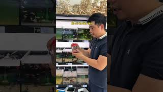 Cho cá ăn cám như thế nào cho đúng và đủ? #guppy #camtron5trong1 #camtron