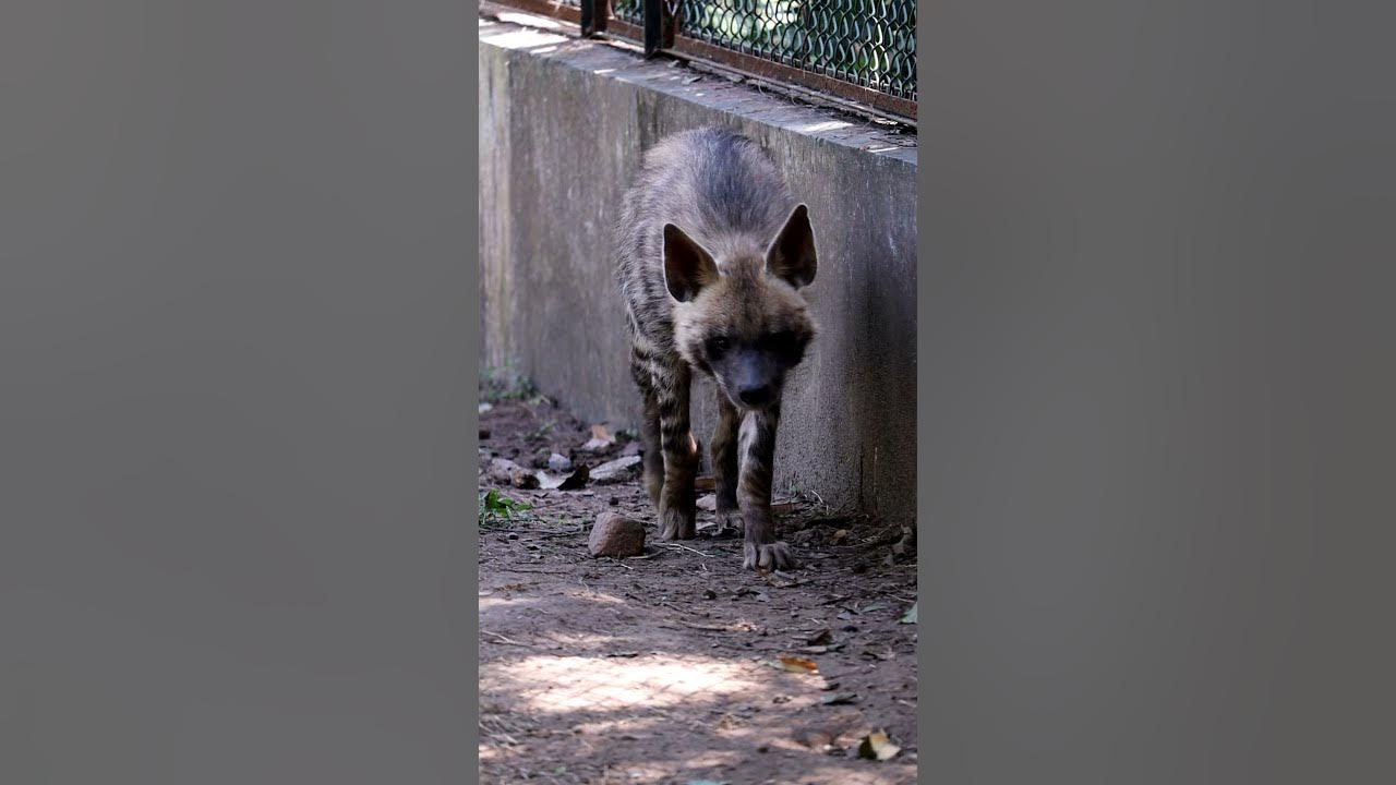 hyaena ( jarakh) shorts animalshortsshortyoutubeshortshyaena