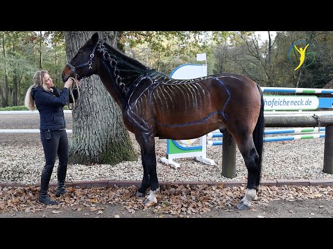 Video: Ist Dressur schlecht für Pferde?