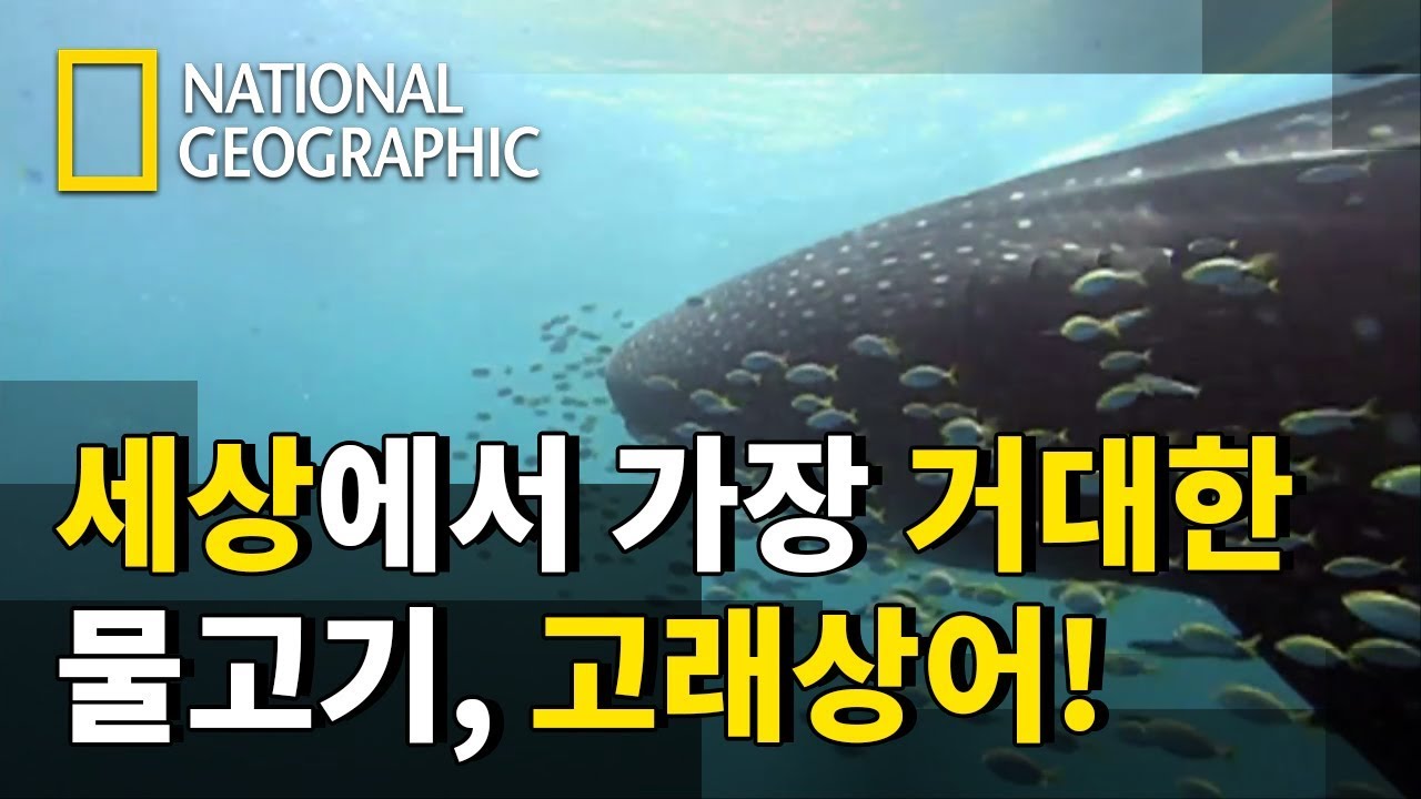 스쿨버스 보다 몸이 긴 고래상어가 플랑크톤만 먹고 산다?