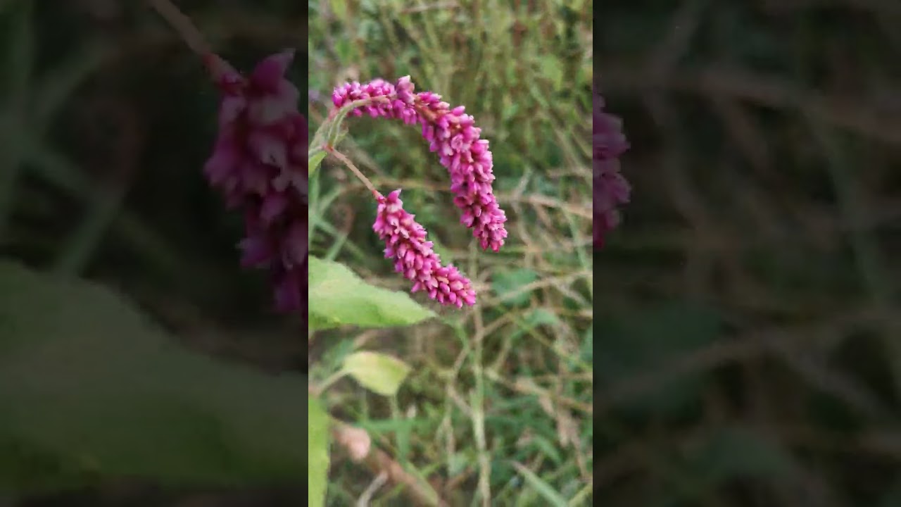 Persicaria orientalis, Brașov, 17.09.2023
