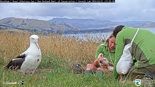 It's Time To Check The Weight Of The Royal Albatross Chick! | DOC | Cornell Lab