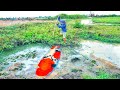 Amazing Koi Big Fishing Videos Find Fish in Dry Pond 2021 - Catching Fish in Water - Dry Season Fish