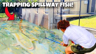 Trapping SPILLWAY Filled With TONS Of AQUARIUM FISH!