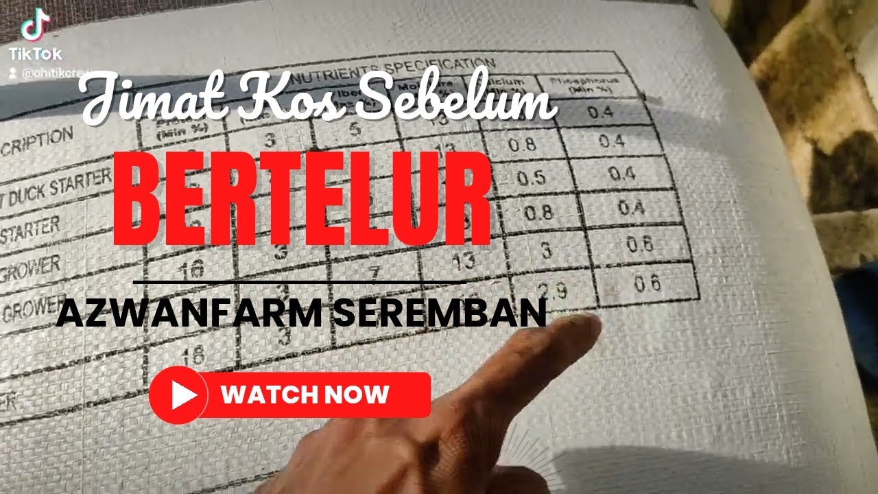 Mixing Makan Itik Penelur Anak Sebulan Ke Atas Hingga Bertelur