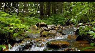Bruit De La Nature .Rivière Relaxante Qui Coule Et Chant Des Oiseaux. Relaxation Méditation