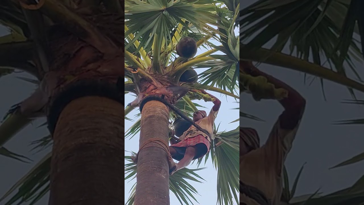 Village Style Toddy Palm Neera Collection by Grandfather 