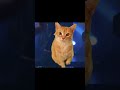 Crumpy Monster girlfriend at the club #funny #puppet #cat #comedy #catvideo